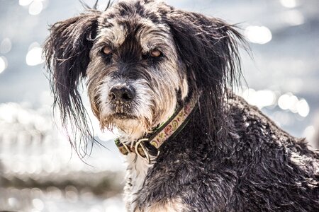 Necklace dog dog breed photo