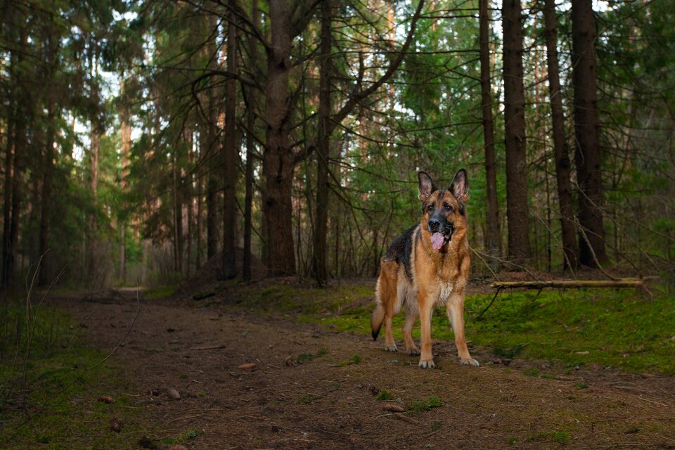Animal summer dogs