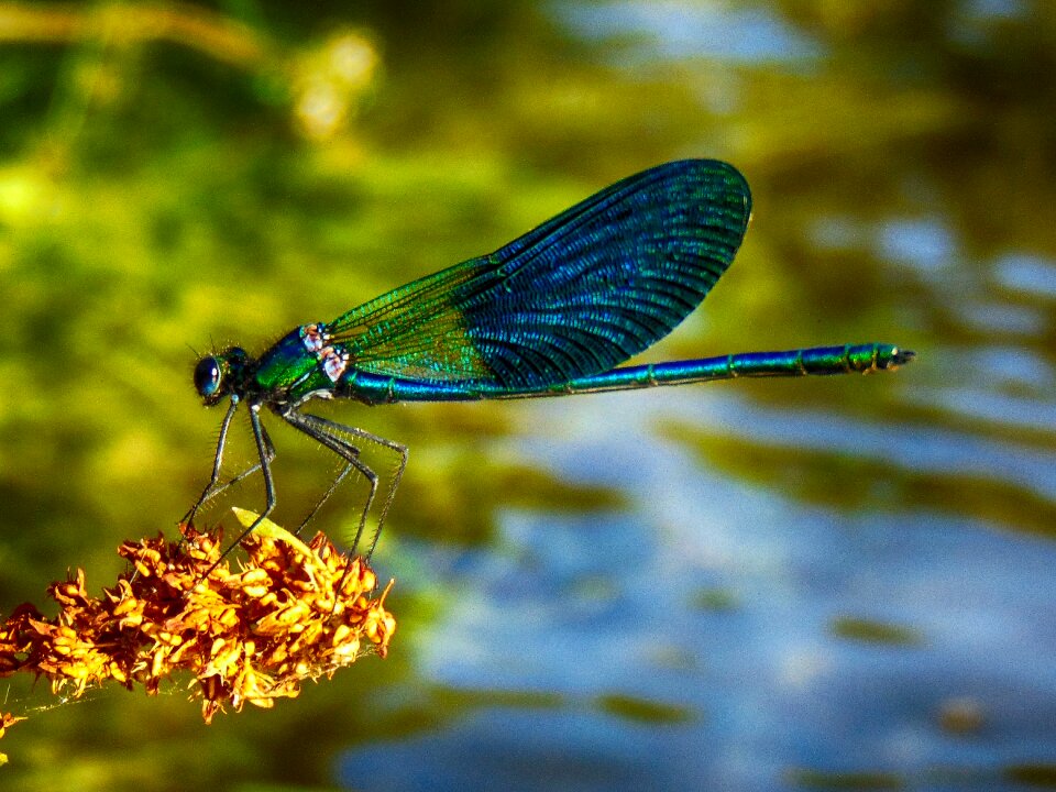 Green nature river
