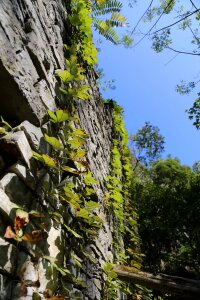 Climbing china plant