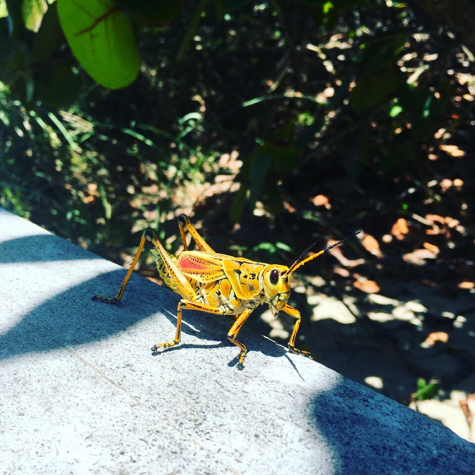 Insect green summer