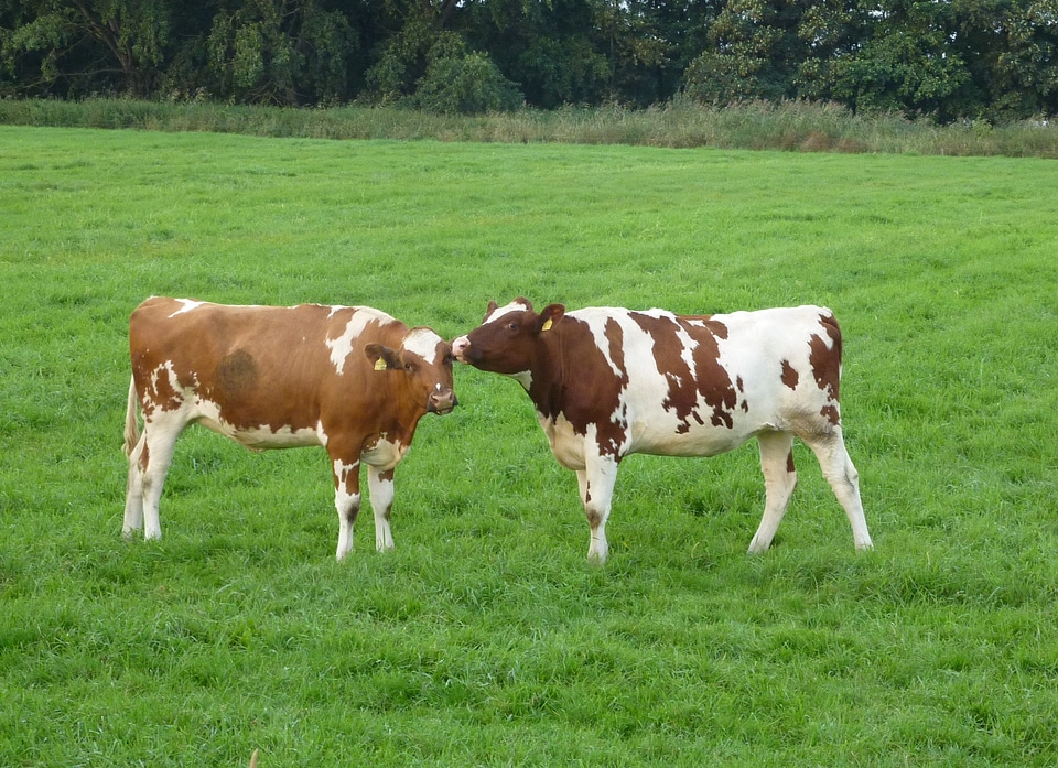 Pasture agriculture animal