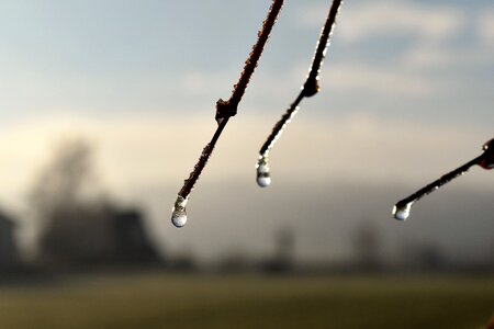 Leaf grass drop of water