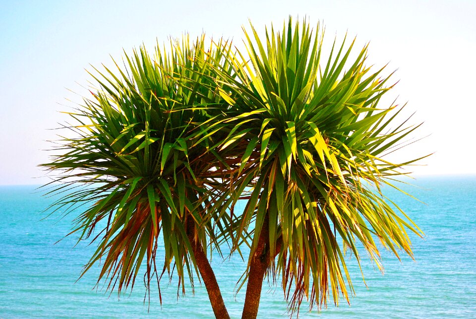 Nature palm summer