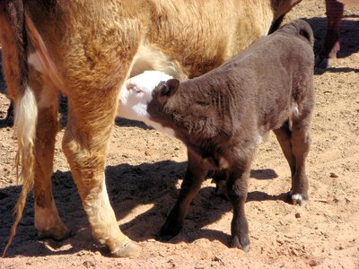 Little calf cattle animals