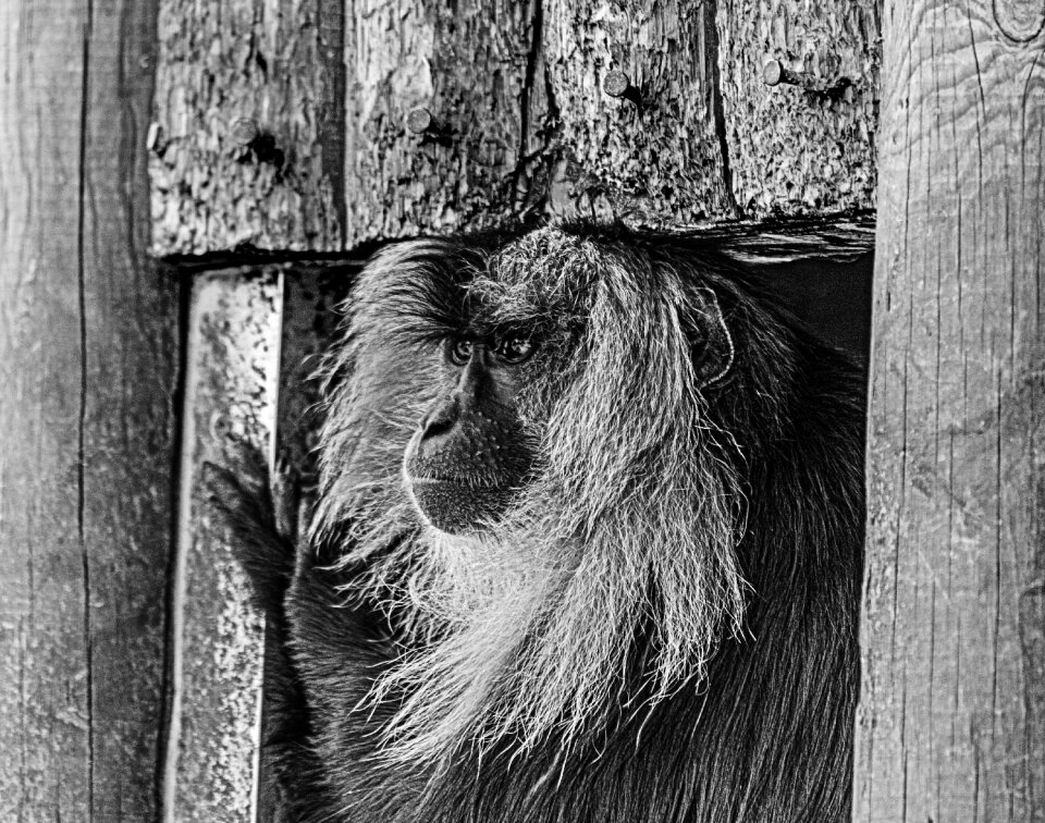 Wildlife wild nature