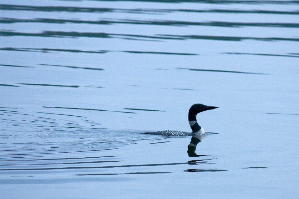 Diver common wildlife