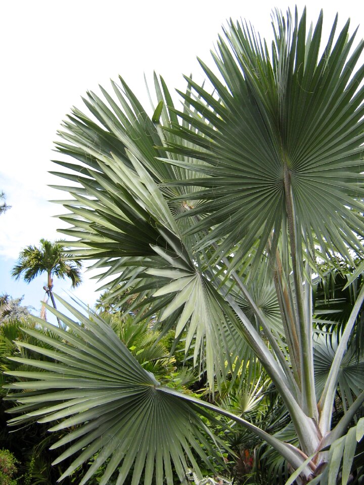 Palm trees tropical nature