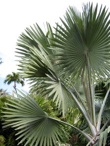 Palm trees tropical nature photo