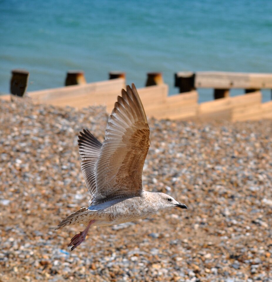 Nature bird ocean