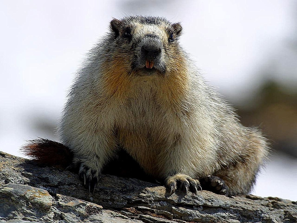 Wildlife mammal wild
