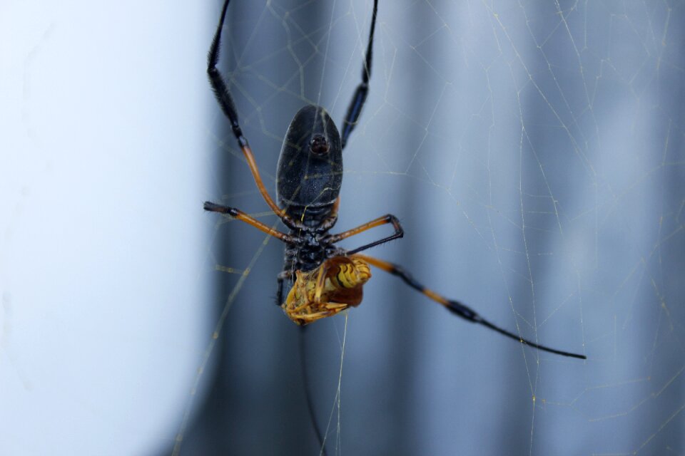 Spider prey canvas