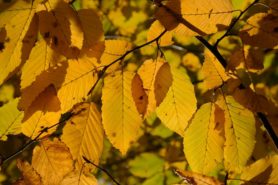 Yellow coloring hornbeam