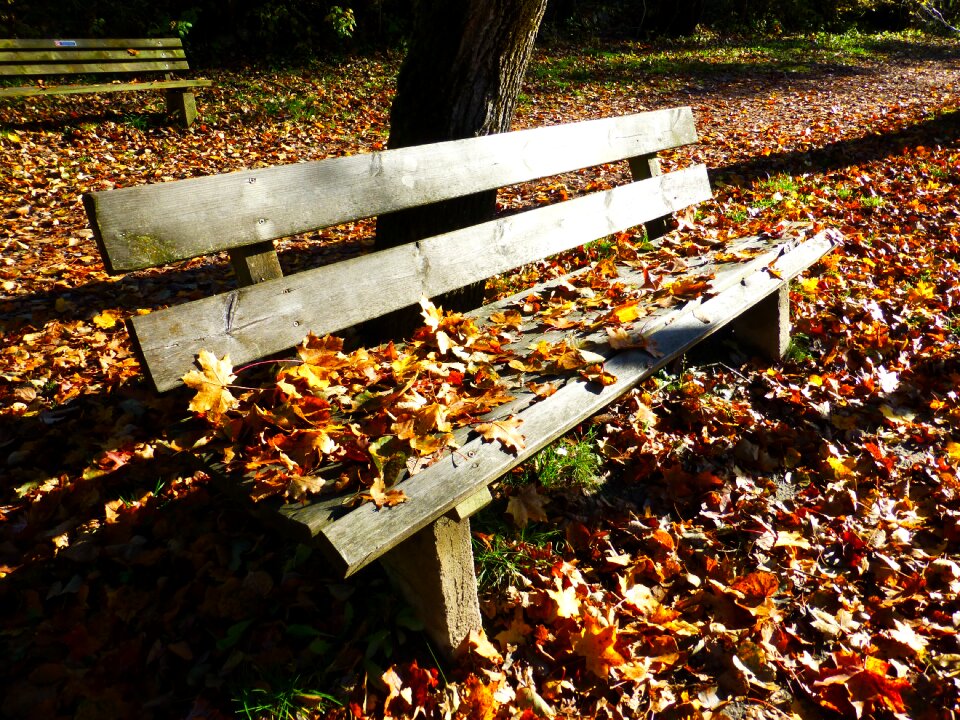 Sun fall leaves benches