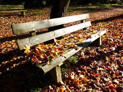 Sun fall leaves benches photo