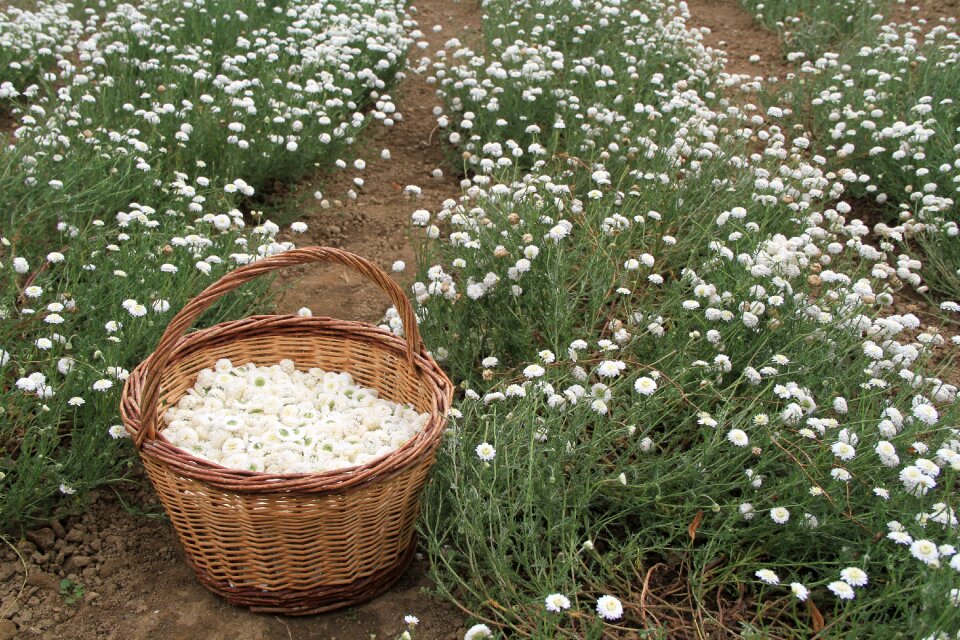 Medicinal plants nature garden