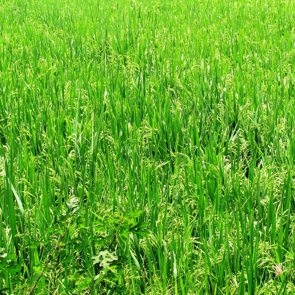 Grass lawn malebennur
