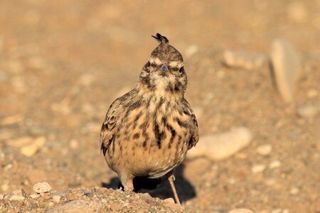 Crested lark galerida cristata lark