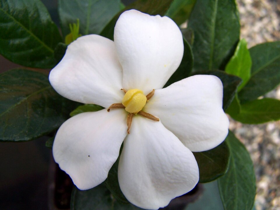 Of kleim hardy flower scented