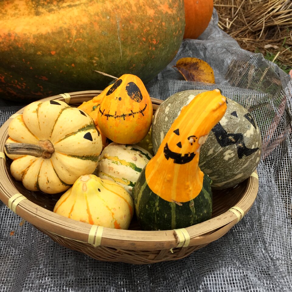 Pumpkin halloween autumn