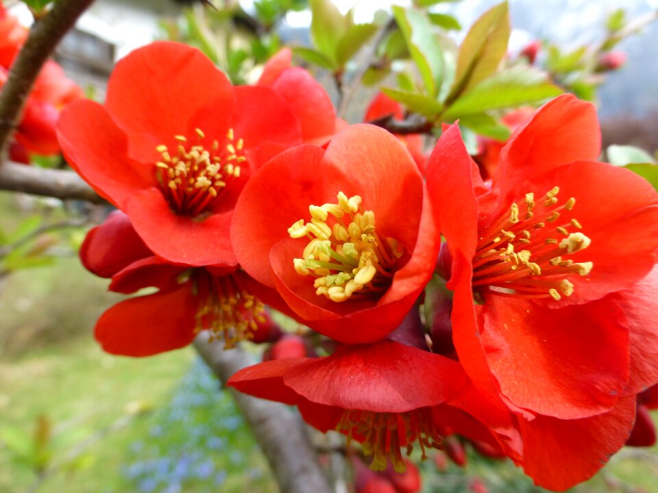 Red flowers close up flora