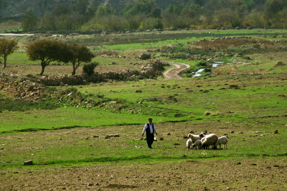 Green grassland goat