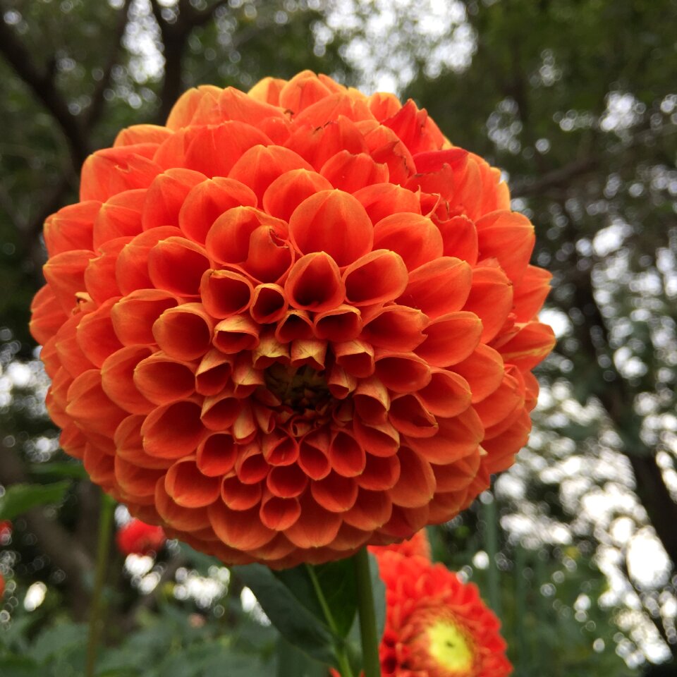 It is pale garden summer