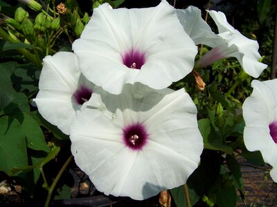 Rustico white petals purple center