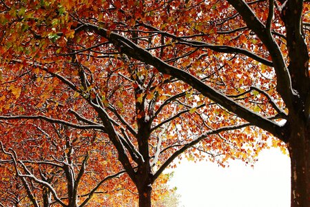 Snow golden autumn nature