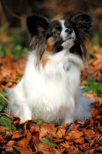 Nose dog dog breed photo