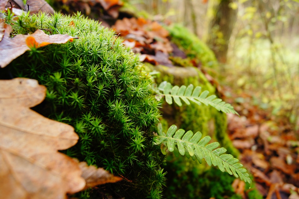 Moss fern landscape