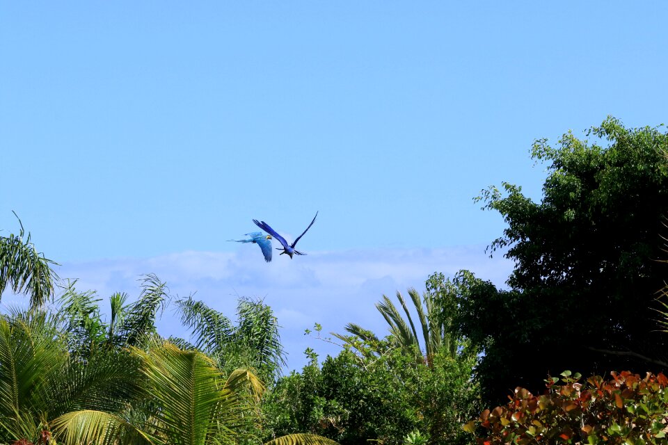 View summer tenerife photo