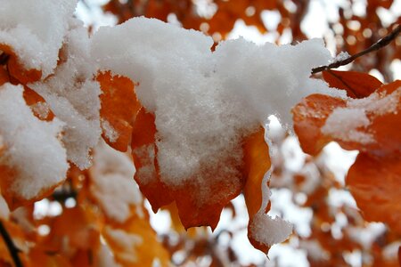 Snow golden autumn nature