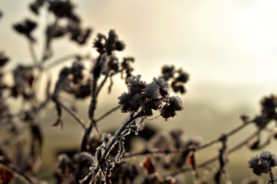 Autumn hoarfrost frozen