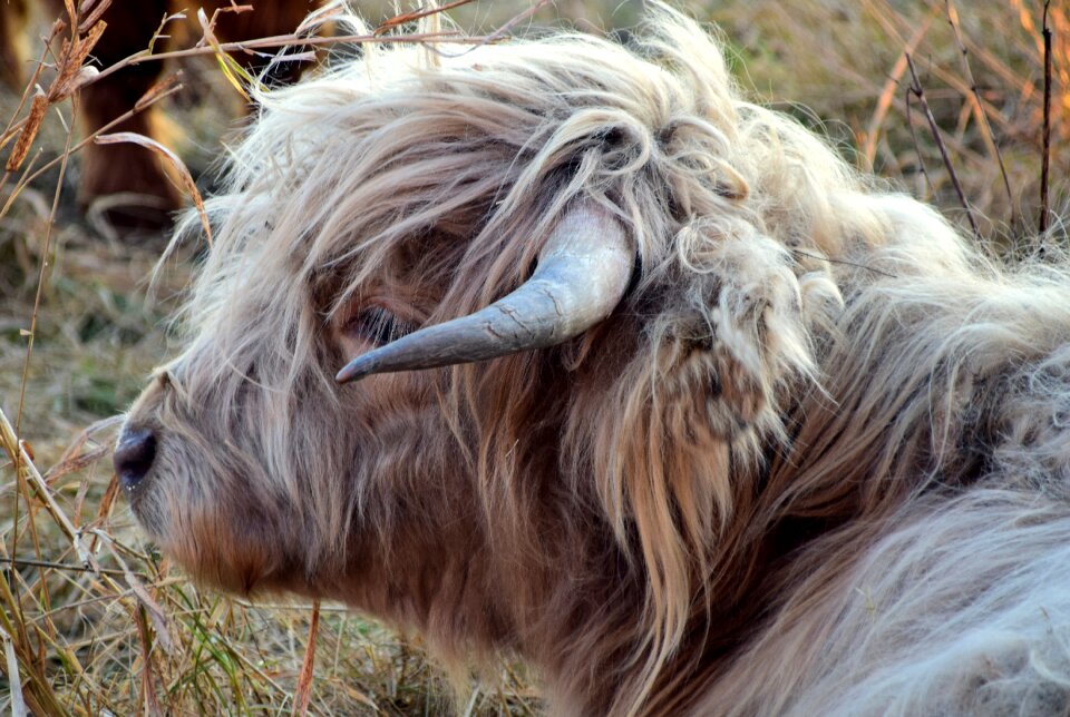 Scottish hochlandrind horns agriculture photo