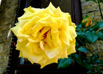 Rose blooms blossom bloom