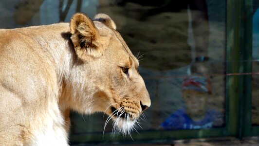 Zoo animals lion photo