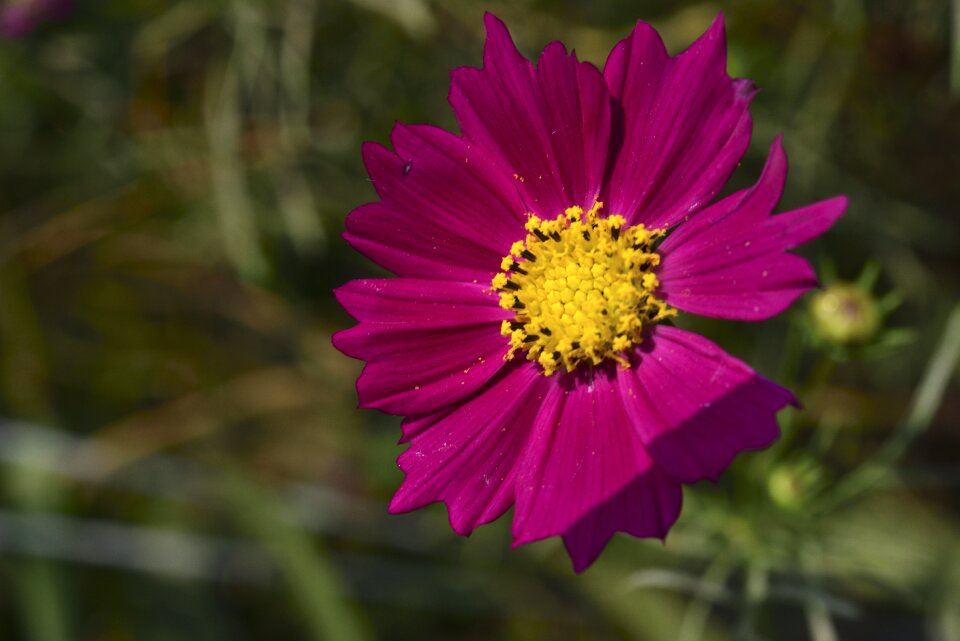 Macro purple petal photo