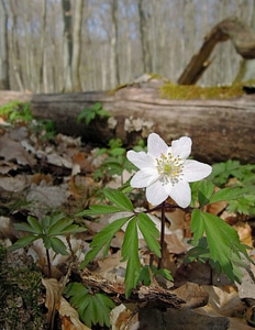 Shrub anemone wood anemone photo