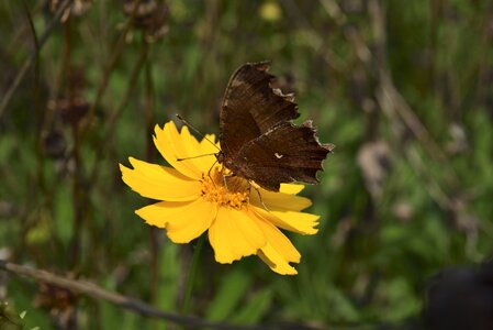 Macro butterfly insects