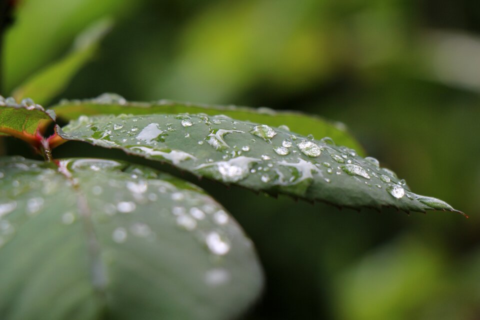 Leaves after the rain rose photo