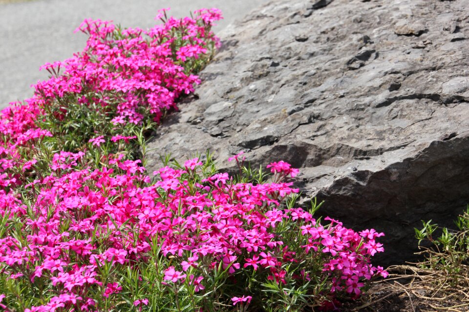 Pink nature plant
