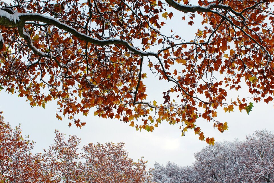 Snow golden autumn nature