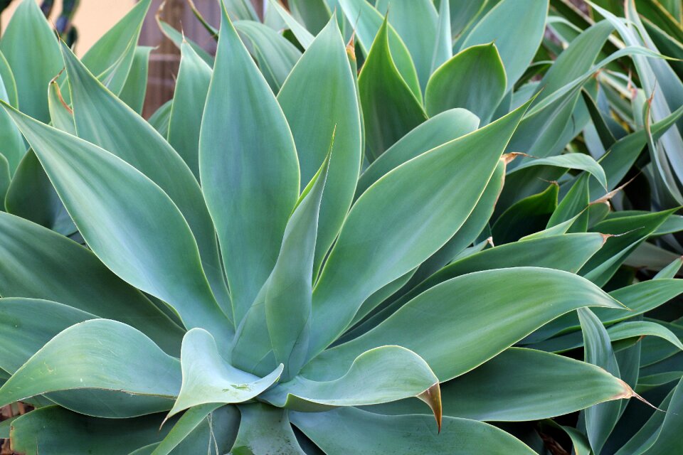 Vegetation spain canary islands photo