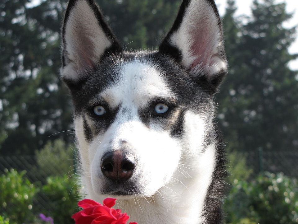 Sunny blue eyes snow dog