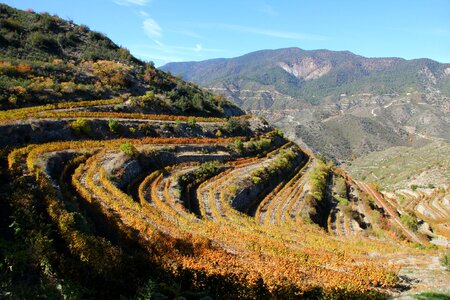 Vineyard vines mountain photo