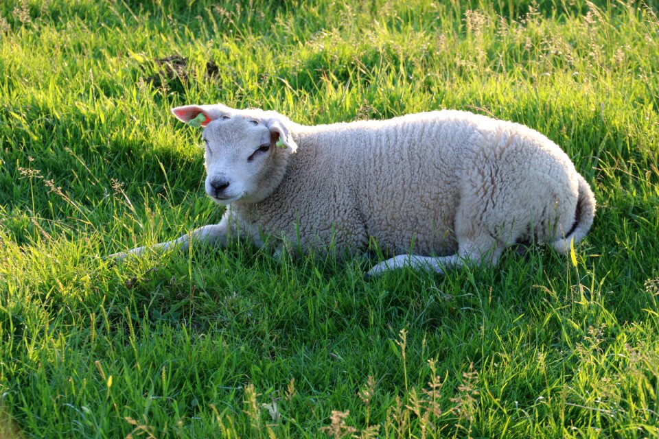 Young grass summer photo