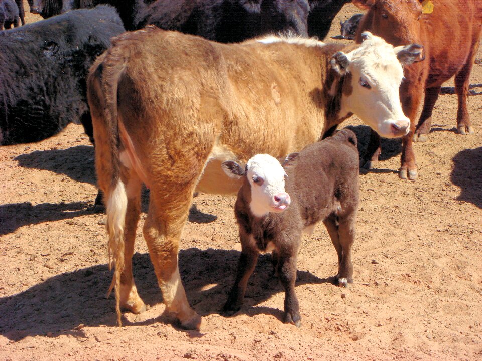 Cattle animals nature