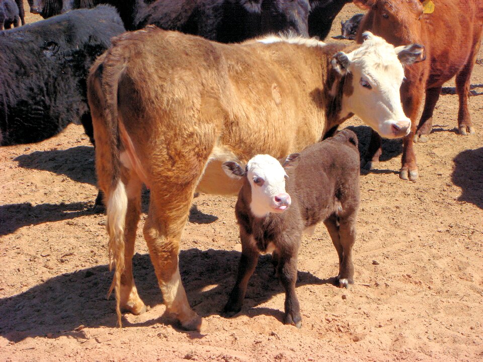 Cattle animals nature photo