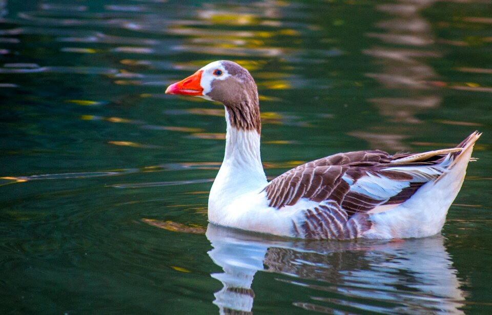 Waterfowl wild ducks bird